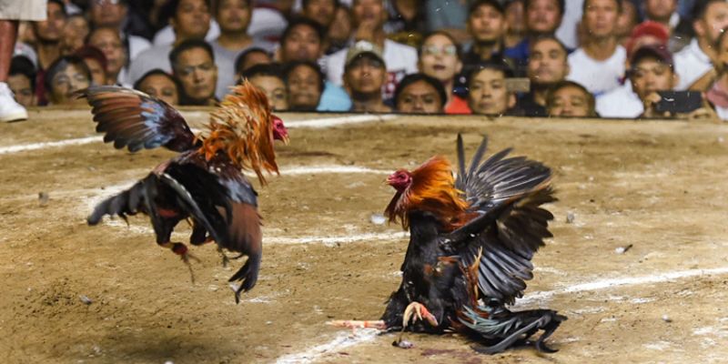 Những lý do mà anh em nên tham gia chơi đá gà cựa sắt tại nhà cái BK8